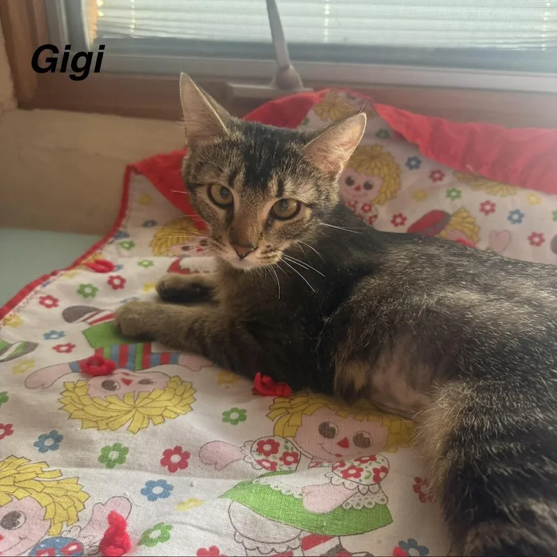 A young medium-sized female Brown / Chocolate Domestic Short Hair cat named Gigi for adoption in Lakewood, CO
