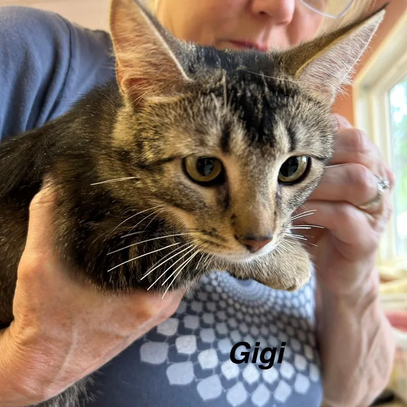 Gigi thumbnail 2