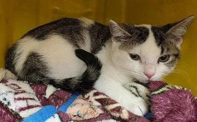 A baby small-sized male Domestic Short Hair cat named CA  Sammy for adoption in Glen Allen, VA