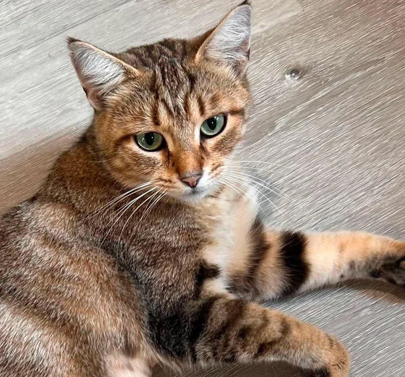 A young medium-sized female Tabby (Leopard / Spotted) Bengal cat named Myrtile is simply magic for adoption in Bedford Hills, NY