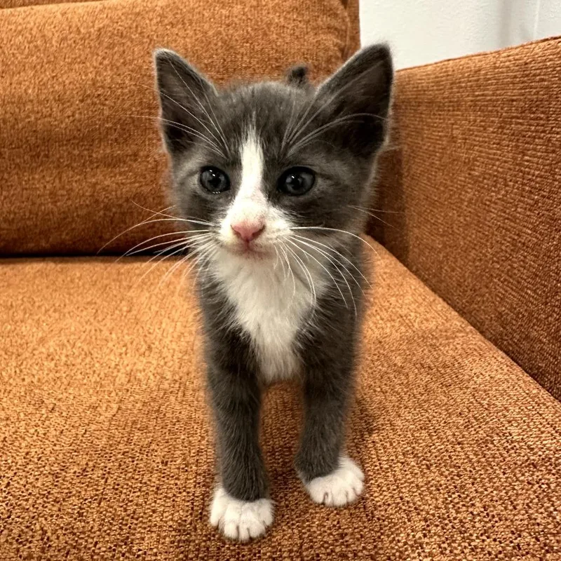 A baby small-sized male Gray / Blue / Silver Domestic Short Hair cat named Zues for adoption in Los Angeles, CA