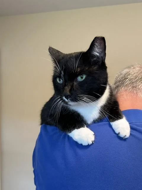 An adult medium-sized male Black & White / Tuxedo Domestic Short Hair cat named Cleo for adoption in Albany, NY