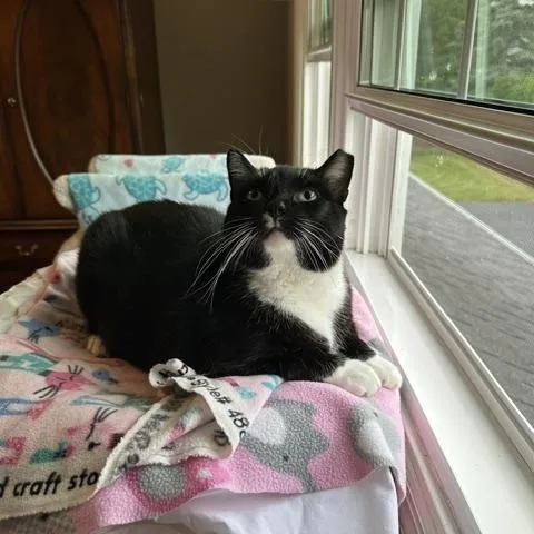 Cleo thumbnail 2