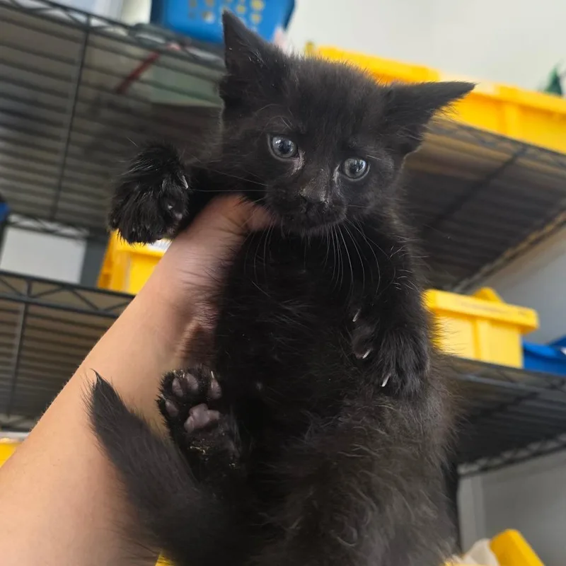 A baby small-sized male Black Domestic Medium Hair cat named Oboe for adoption in Chapel Hill, NC