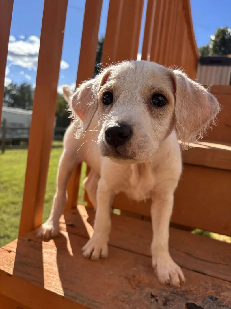 A baby small-sized male Terrier dog named Latte Aug for adoption in Pacolet, SC
