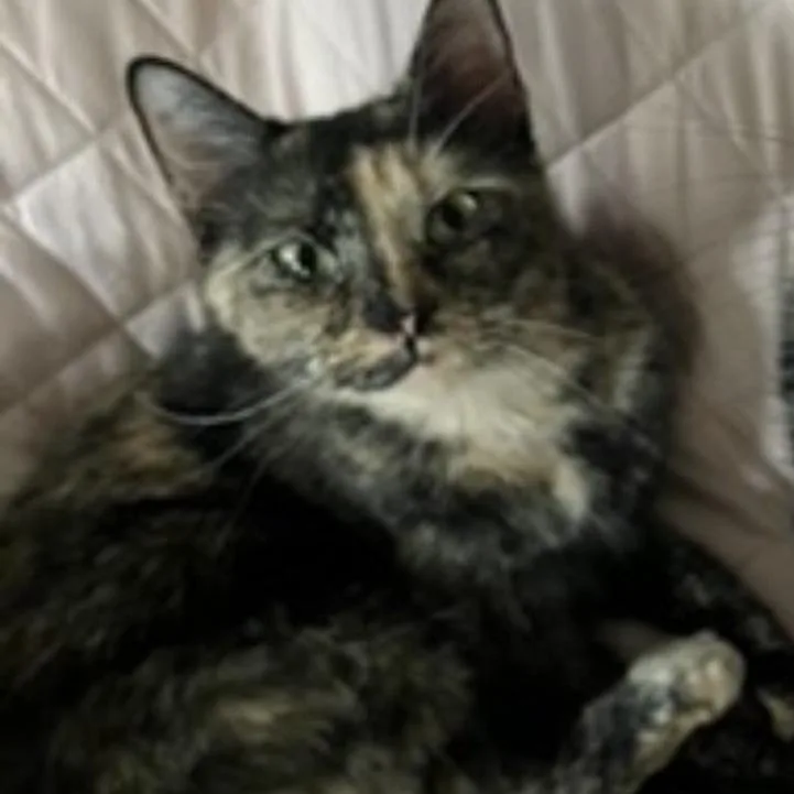 An adult medium-sized female Tortoiseshell Domestic Short Hair cat named Ozza for adoption in Melbourne, KY