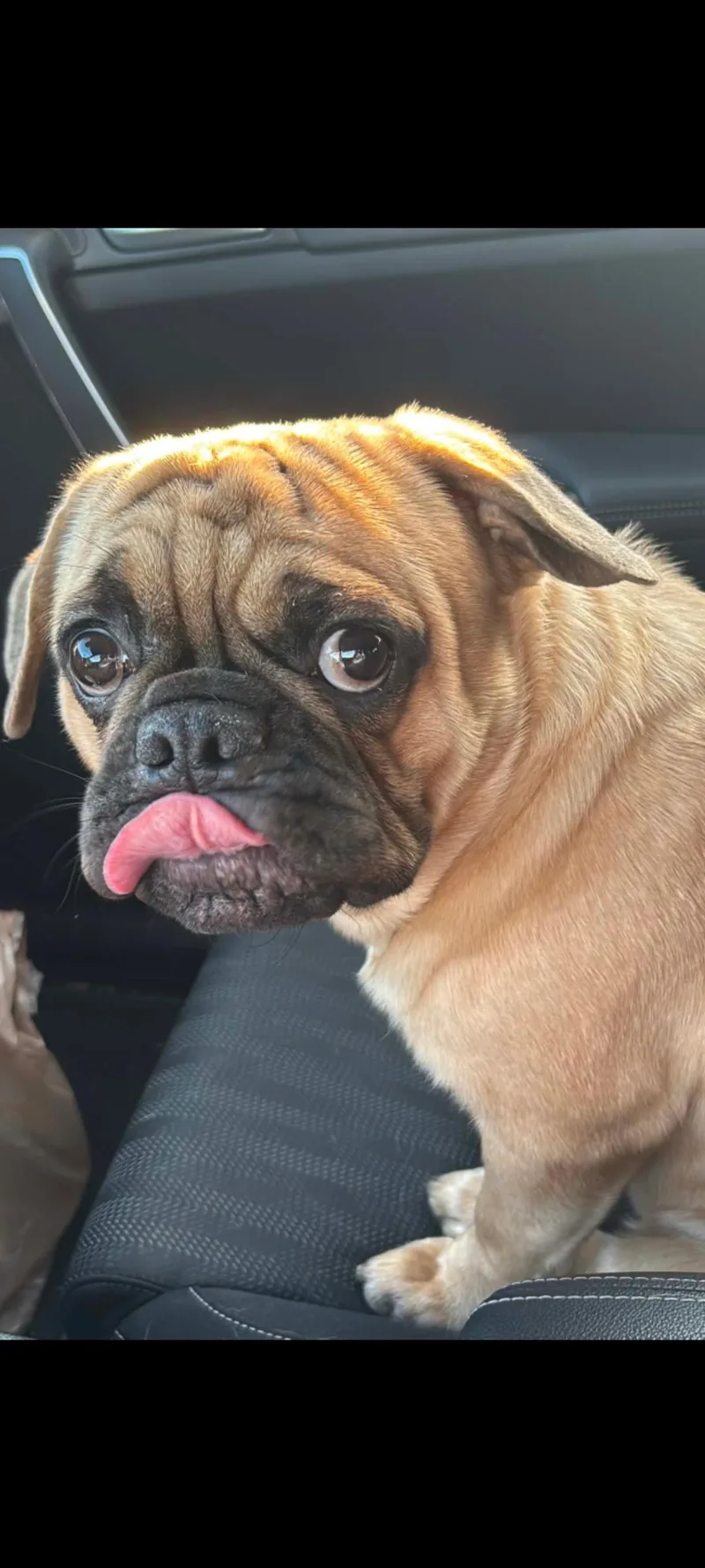 A young small-sized male Yellow / Tan / Blond / Fawn Puggle dog named Milo for adoption in Inverness, FL
