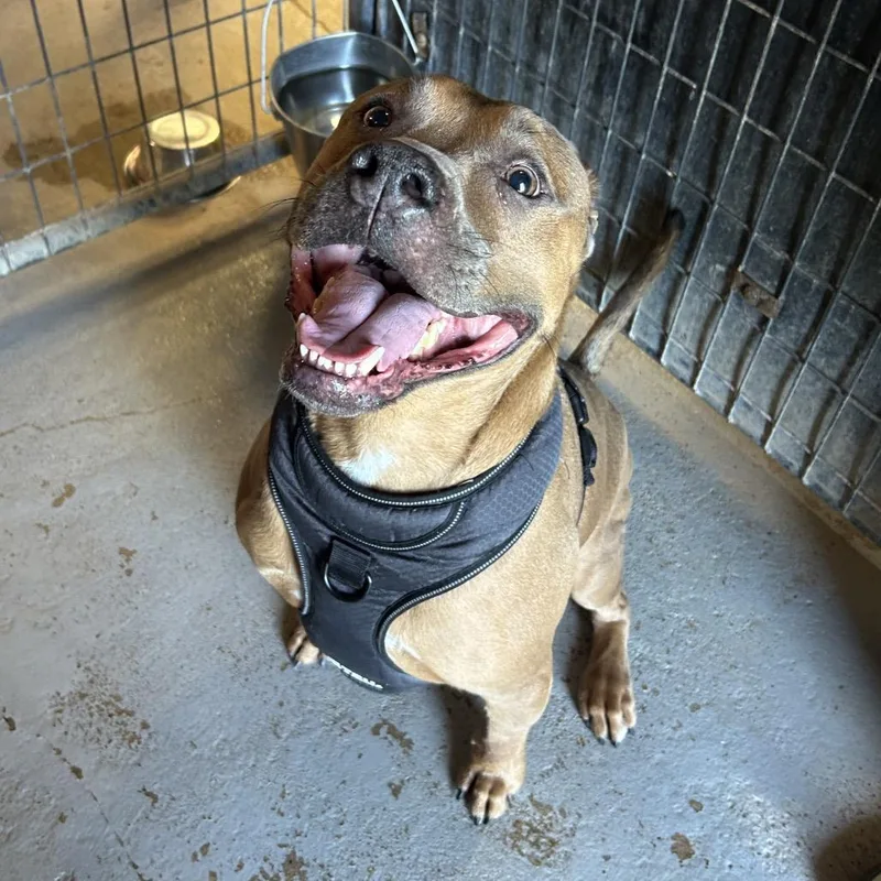 An adult large-sized male Yellow / Tan / Blond / Fawn Mixed Breed dog named Carl for adoption in Leander, TX