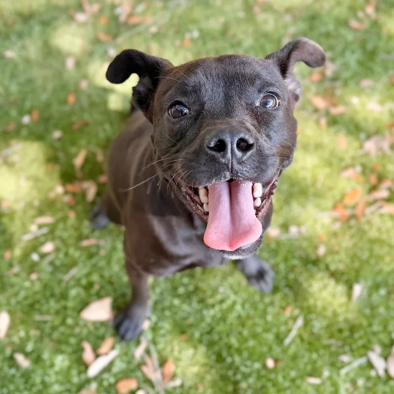 An adult medium-sized female Black Mixed Breed dog named Leona for adoption in Milton, FL