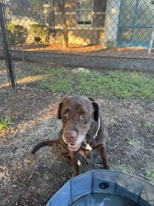A senior large-sized male Labrador Retriever dog named Owen for adoption in Conway, SC