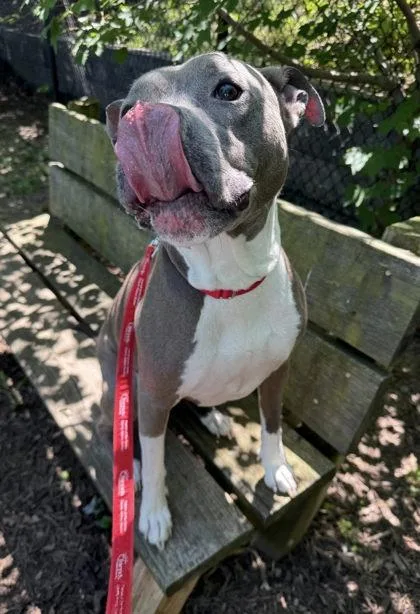 An adult large-sized female Mixed Breed dog named Lucy for adoption in Fairfax, VA