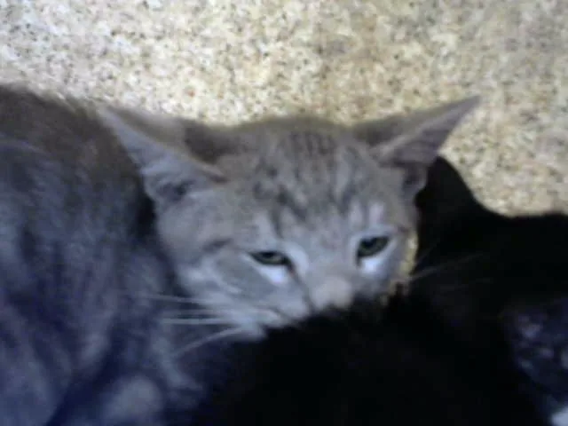 A baby small-sized male Domestic Short Hair cat named Chuchi for adoption in Albuquerque, NM