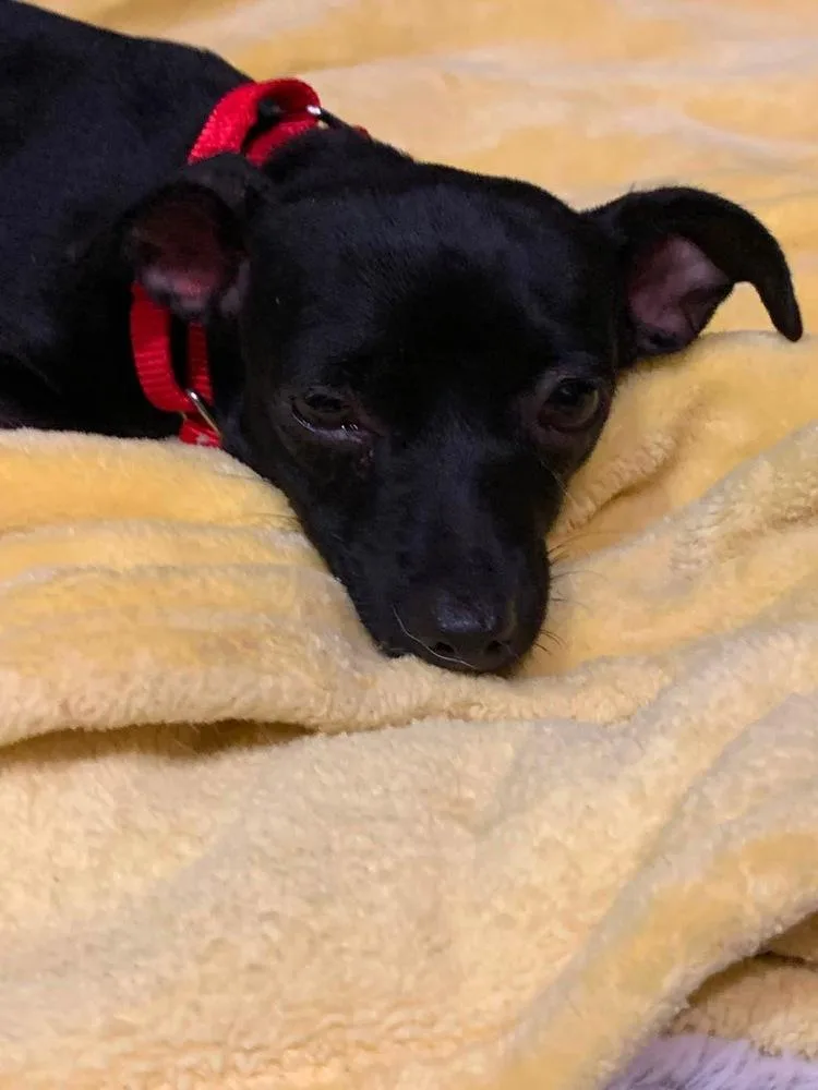 An adult medium-sized female Black Chihuahua dog named Luna for adoption in Valley Stream, NY