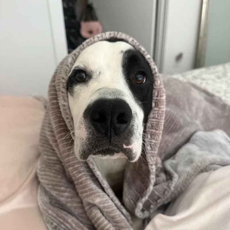 A young large-sized male White / Cream Pit Bull Terrier dog named Milo for adoption in Dallas, TX