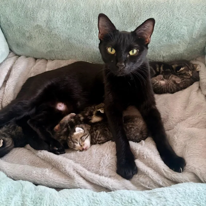 An adult medium-sized female Black Domestic Short Hair cat named Violet for adoption in Columbia, MO