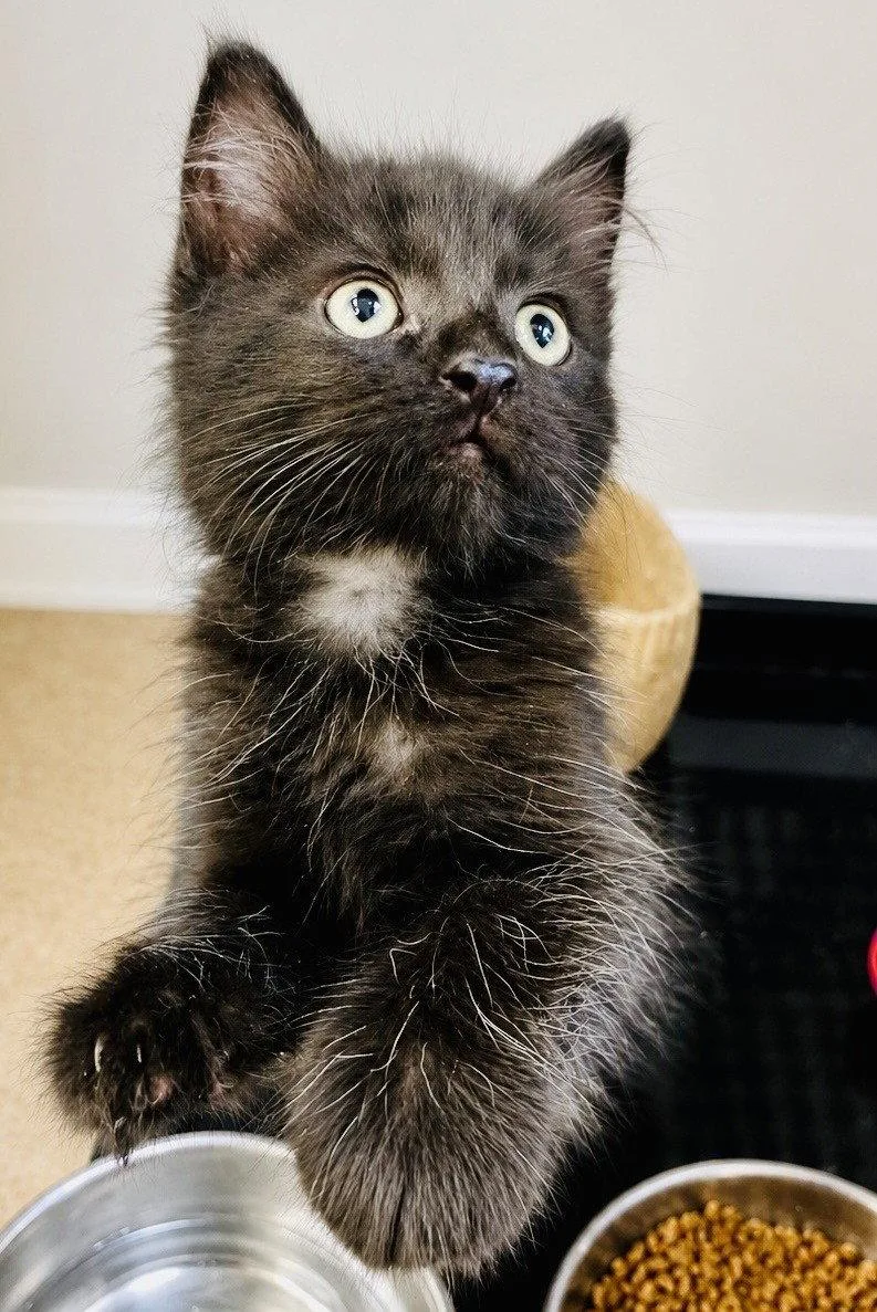 A young medium-sized male Black Domestic Medium Hair cat named Briar for adoption in Sistersville, WV
