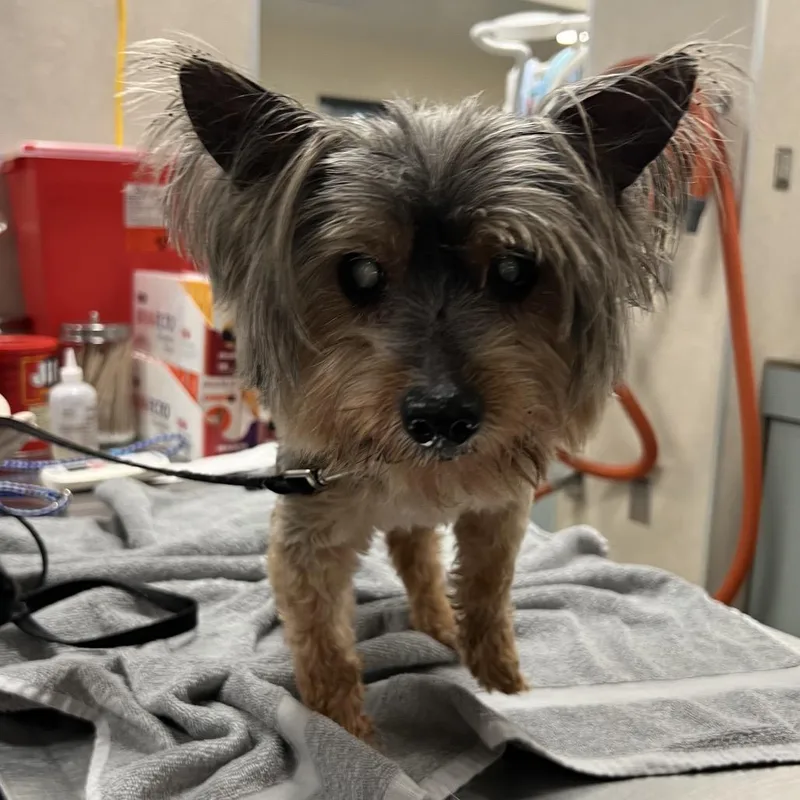 A senior small-sized male Black Mixed Breed dog named Yorkshire for adoption in Jacksonville, FL