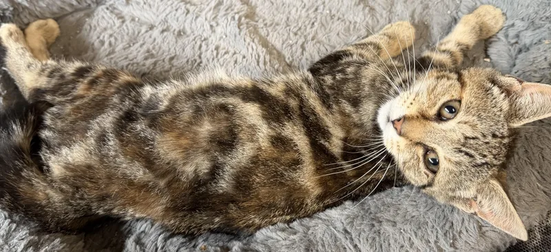 Miss Marbles