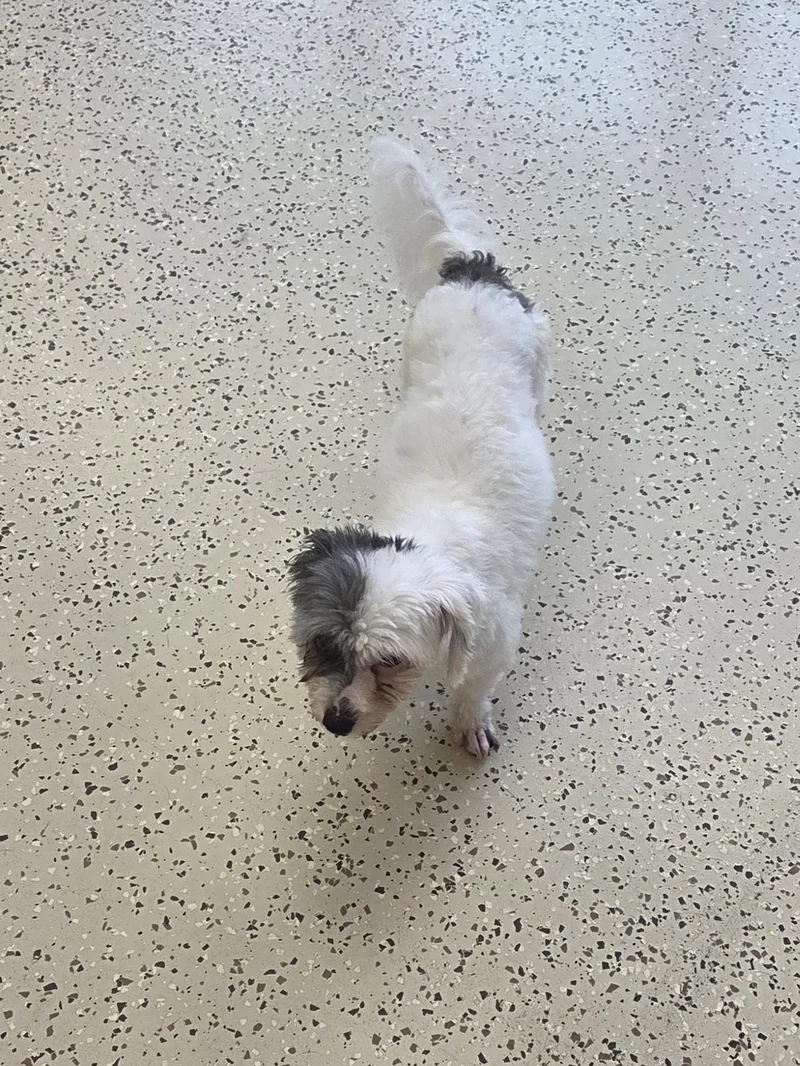 Cruella