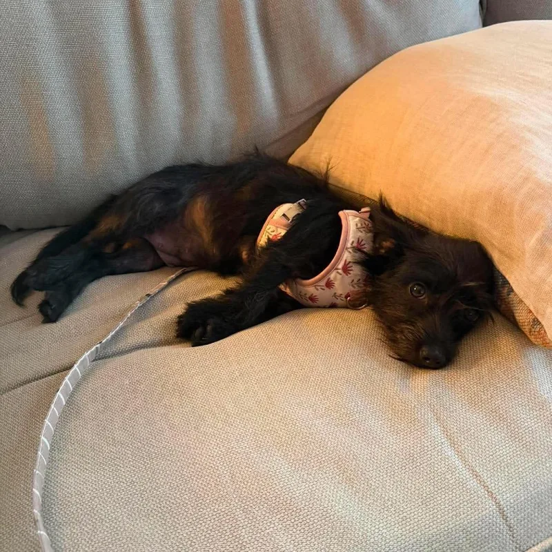 A young small-sized female Black Chihuahua dog named Ally for adoption in Tampa, FL