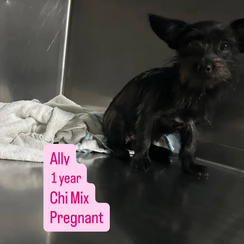 Ally thumbnail 5