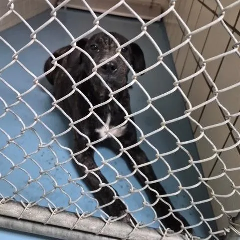 A young medium-sized female White / Cream American Bulldog dog named Brown Sugar for adoption in Lufkin, TX