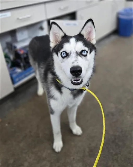 A young large-sized female Mixed Breed dog named Cookie for adoption in Dallas, TX