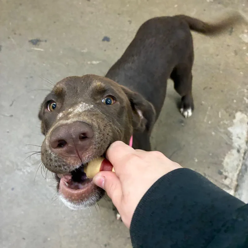 A young medium-sized female Mixed Breed dog named Tip toe for adoption in Corbin, KY
