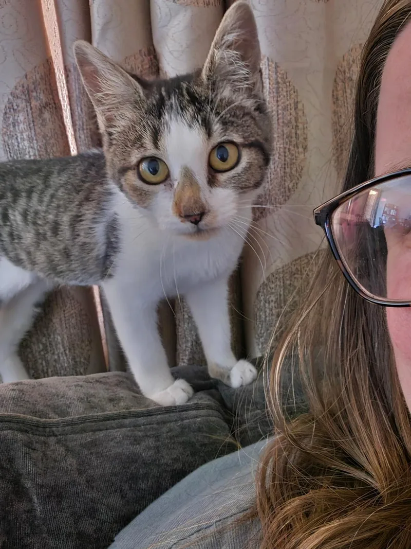 A baby medium-sized female Domestic Short Hair cat named Robin for adoption in Lincoln, CA