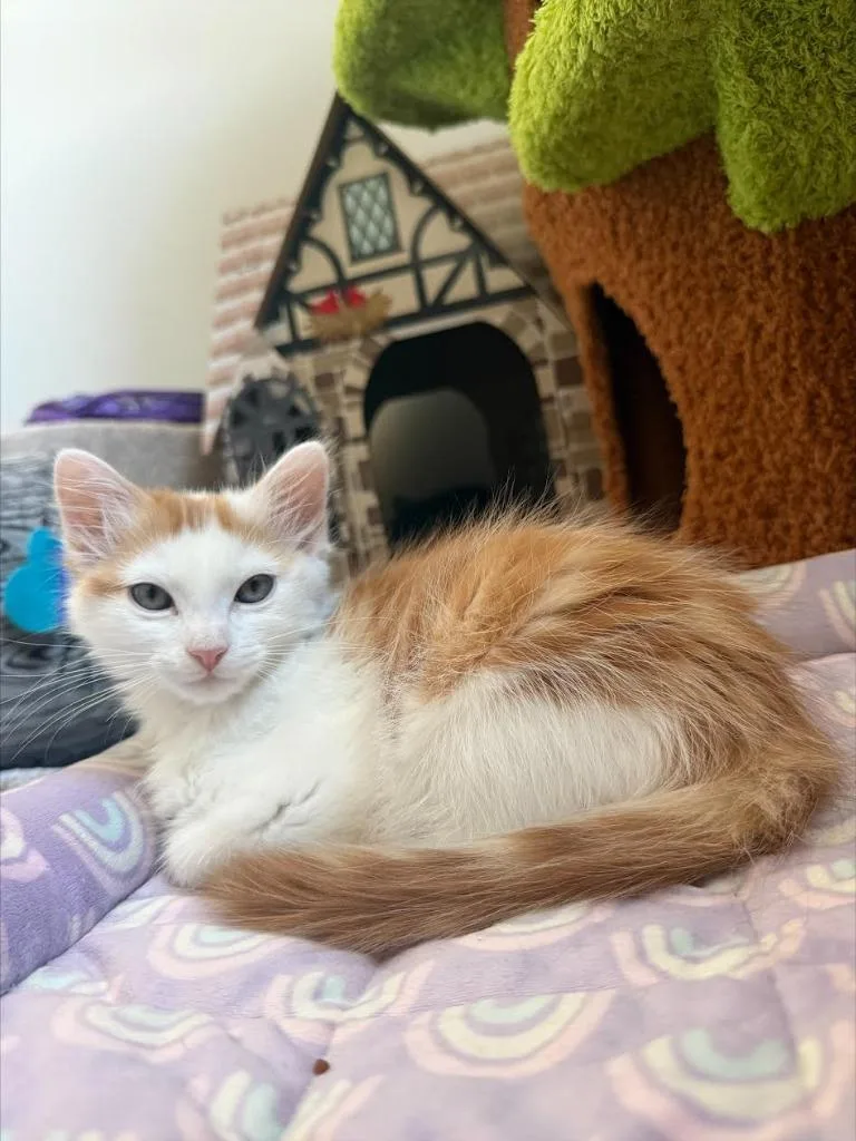 A baby medium-sized male Domestic Short Hair cat named Scoobert for adoption in Salt Lake City, UT