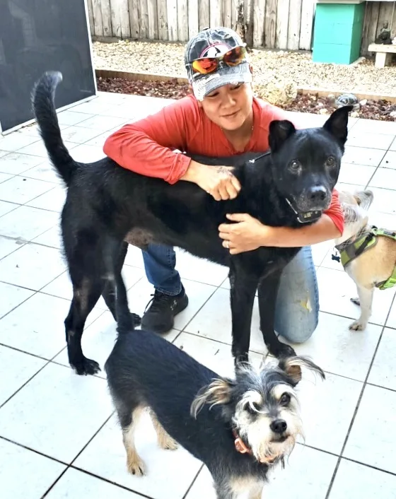 An adult large-sized male Black Labrador Retriever dog named Jasper for adoption in Homestead, FL