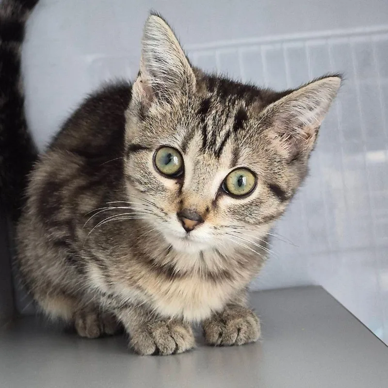 A baby small-sized female Brown / Chocolate Domestic Short Hair cat named Eden for adoption in Lexington, KY