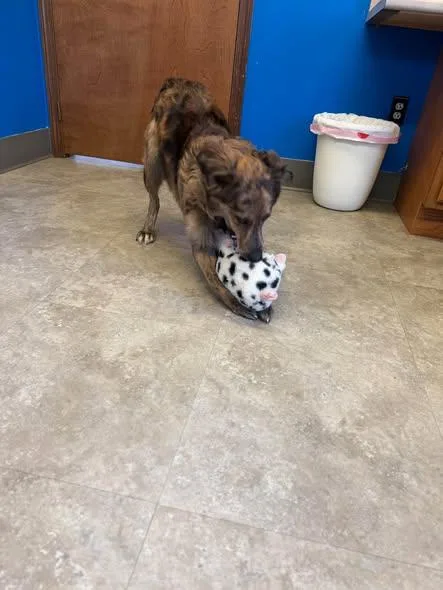 A young medium-sized male Australian Shepherd dog named Van Halen for adoption in Millersburg, OH