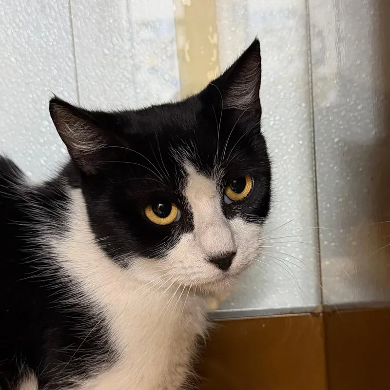 A young medium-sized female Black Domestic Short Hair cat named Norma for adoption in Point Richmond, CA