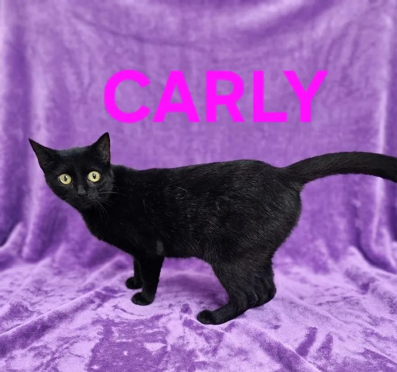 Carly