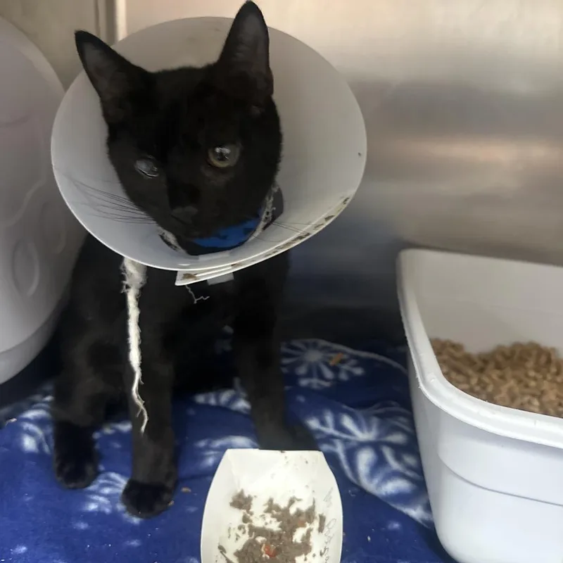 A baby medium-sized male Black Domestic Short Hair cat named Mr. Postman for adoption in Lakeland, FL