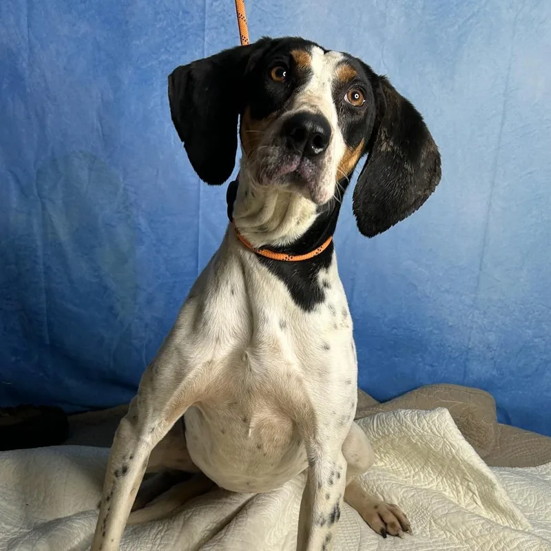 An adult medium-sized female White / Cream Hound dog named Melody for adoption in Brownsboro, AL