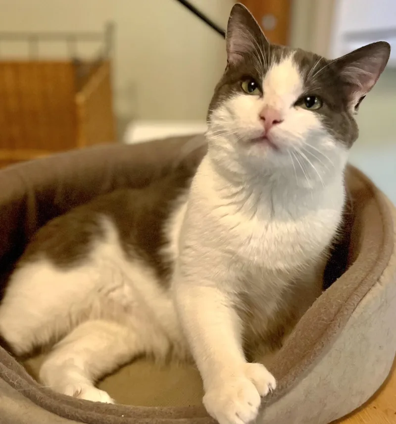 A young medium-sized male Gray & White Extra-Toes Cat / Hemingway Polydactyl cat named Charlie for adoption in Springfield, OR