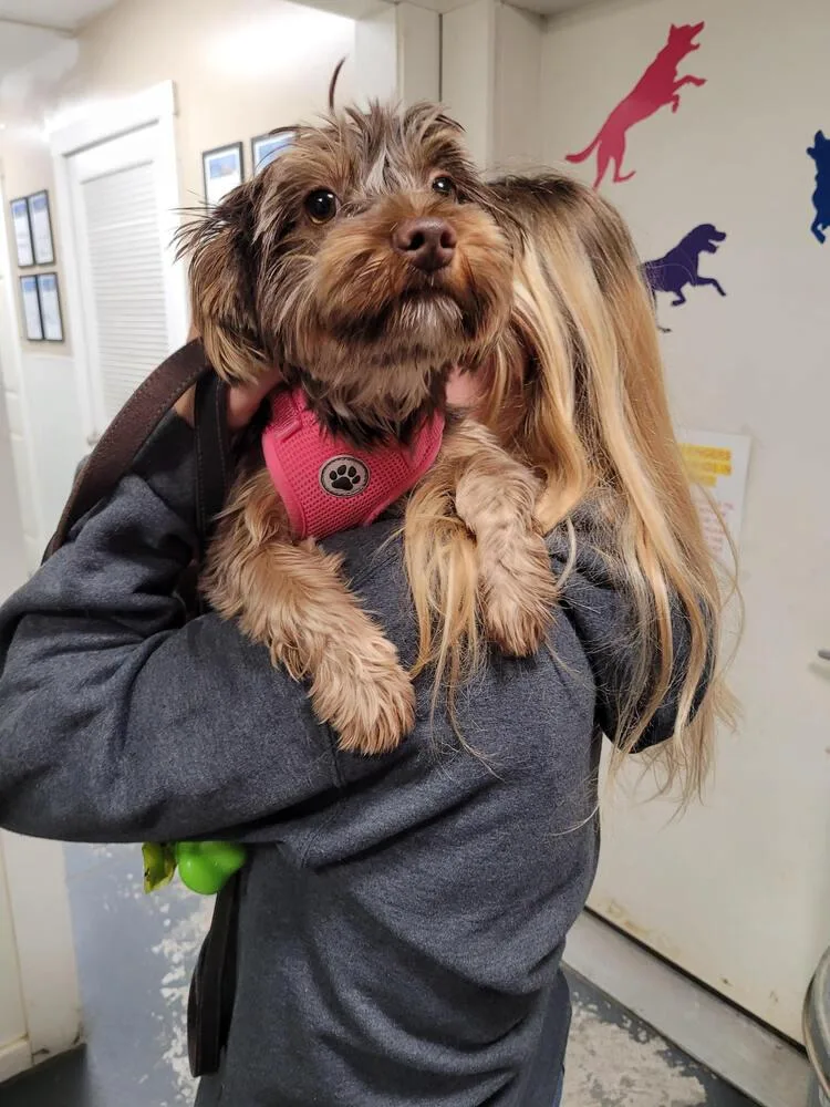 A baby small-sized female Brown / Chocolate Yorkshire Terrier dog named Pixie for adoption in Linton, IN