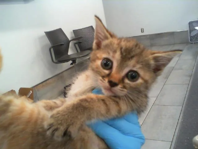 A baby small-sized female Domestic Short Hair cat named Orange for adoption in Charlotte, NC