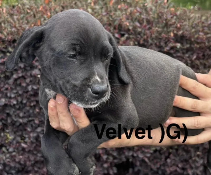 A baby medium-sized female Black Labrador Retriever dog named Velvet for adoption in Parma, OH