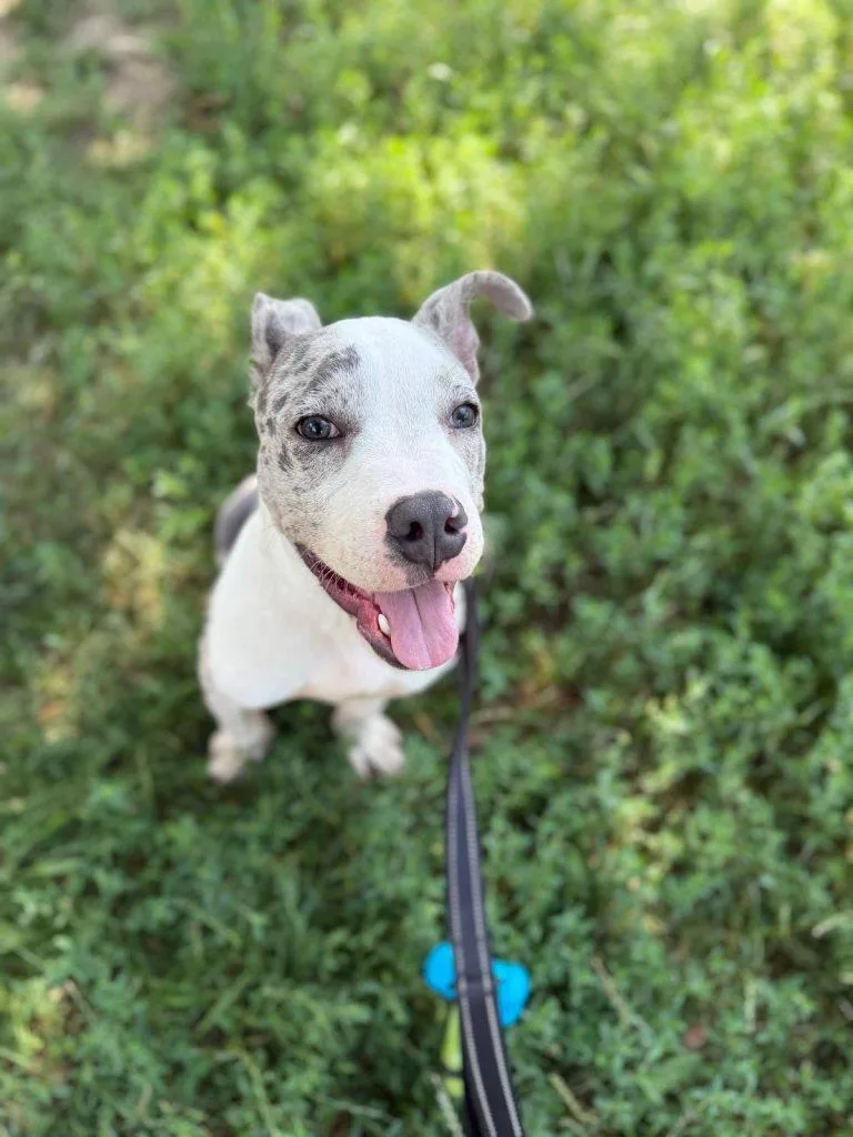 Octavius thumbnail 3