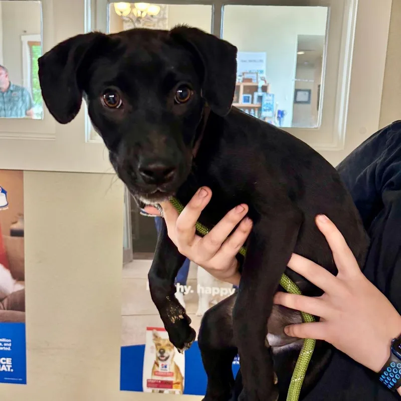 A young medium-sized female Black Labrador Retriever dog named Geraldine for adoption in Fredericksburg, TX