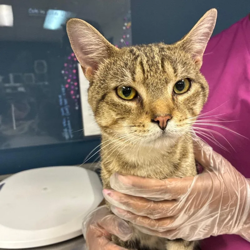An adult medium-sized male Domestic Short Hair cat named Sir Loin for adoption in Newark, NJ