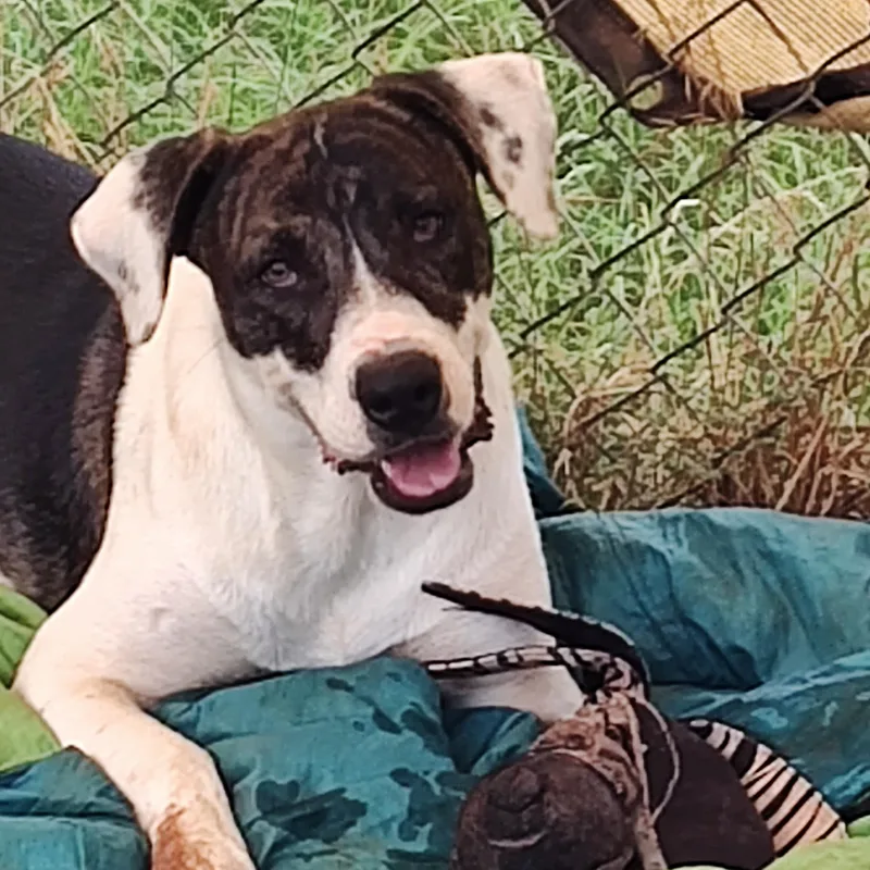 An adult medium-sized female Terrier dog named Angel for adoption in Paradise, TX