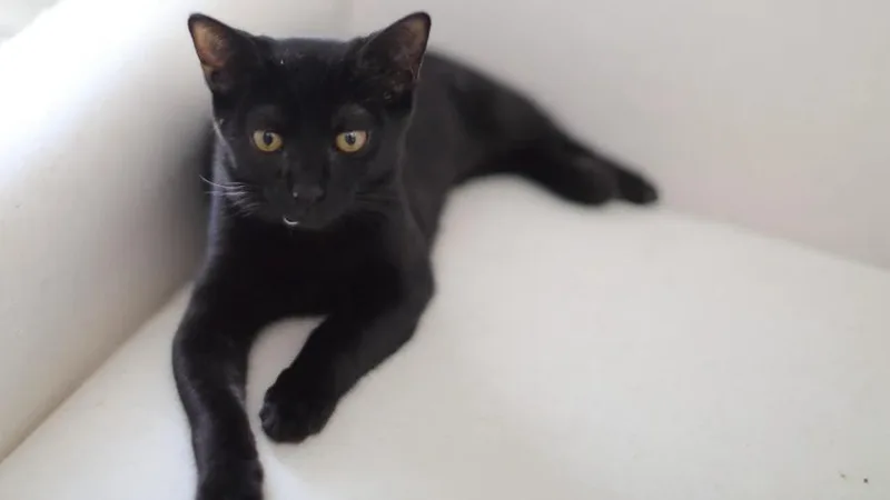 A baby small-sized male Black American Shorthair cat named Teddy for adoption in MISSION, TX