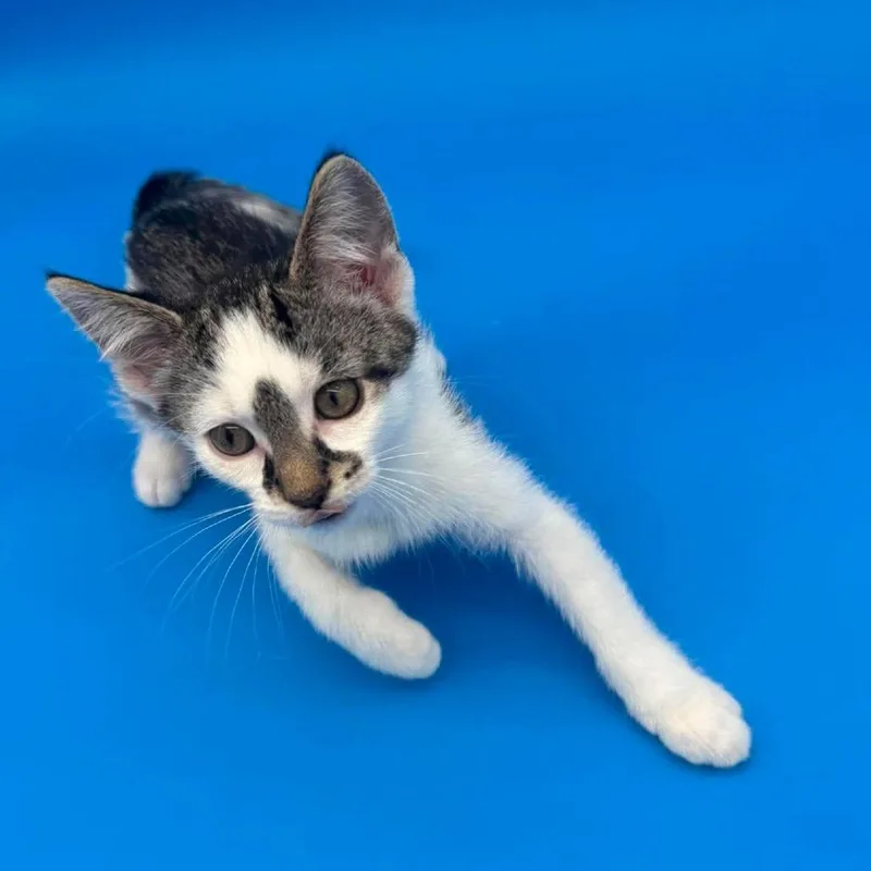 A baby small-sized male Brown / Chocolate Domestic Short Hair cat named Dubuque for adoption in Plainfield, IL