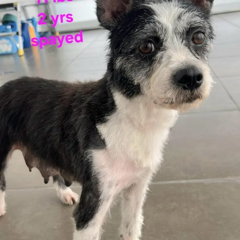An adult small-sized female Black Mixed Breed dog named Ary for adoption in Englewood, FL