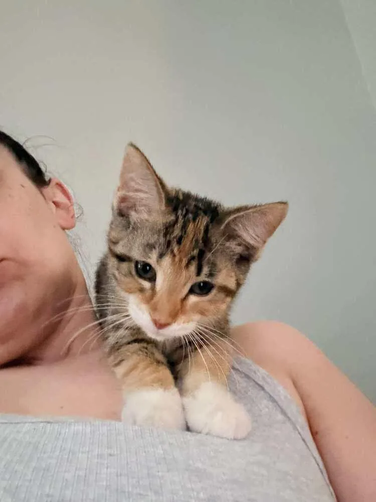 A baby small-sized female Black & White / Tuxedo Domestic Short Hair cat named Crimson for adoption in Chicago, IL