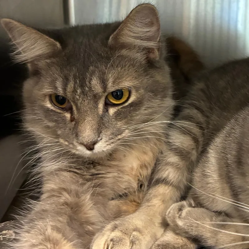A young medium-sized female Calico Domestic Short Hair cat named Willa bonded w Jill for adoption in Columbia Station, OH